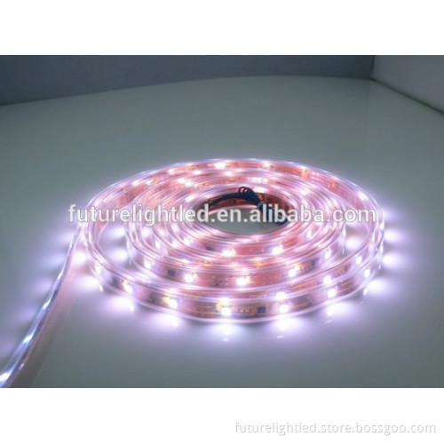 SMD 5050 RGB+W color changing led flexible strip light for Christmas Lighting